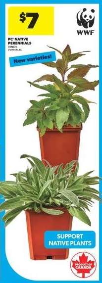 PC Native Perennials