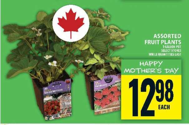 Assorted Fruit Plants