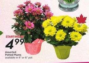 Assorted Potted Mums