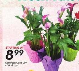 Assorted Calla Lily