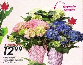 Multi-Bloom Hydrangeas