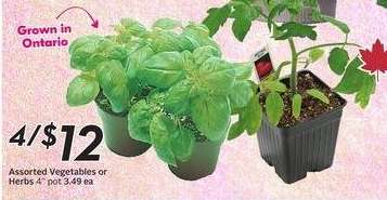 Assorted Vegetables or Herbs