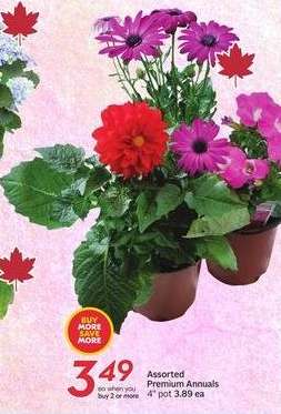 Assorted Premium Annuals