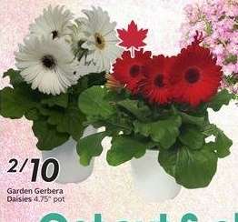 Garden Gerbera Daisies
