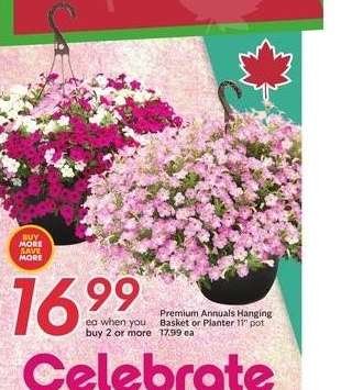 Premium Annuals Hanging Basket or Planter 11" pot