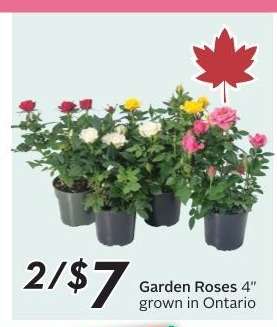 Garden Roses 4"