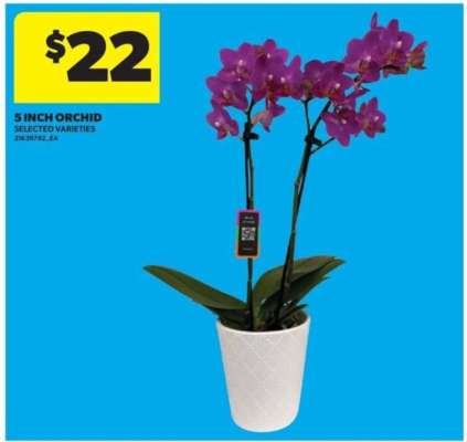 5 INCH ORCHID