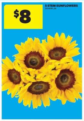 5 Stem Sunflowers