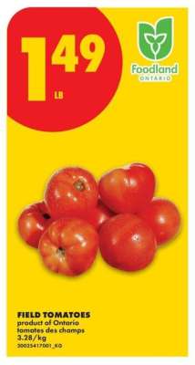 FIELD TOMATOES