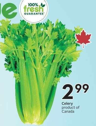 CELERY