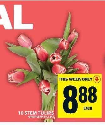 10 STEM TULIPS