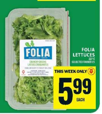 Folia Lettuces