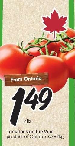 TOMATOES ON THE VINE